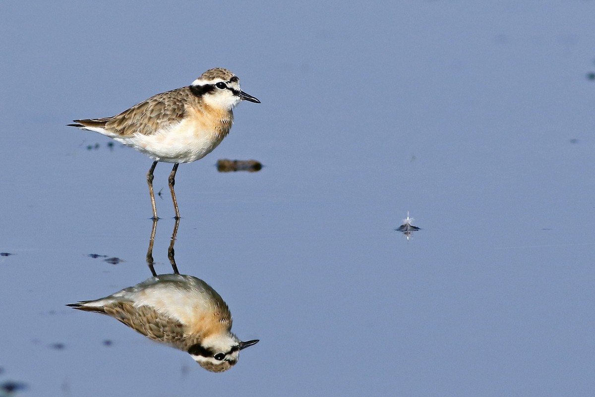 Kittlitz's Plover - ML33649431