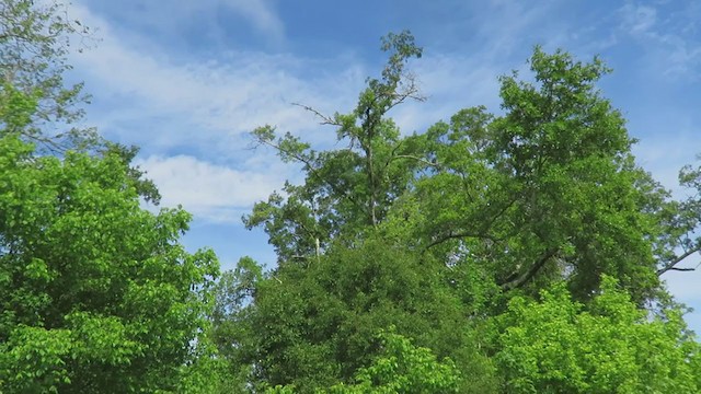 Black-billed Cuckoo - ML336494671