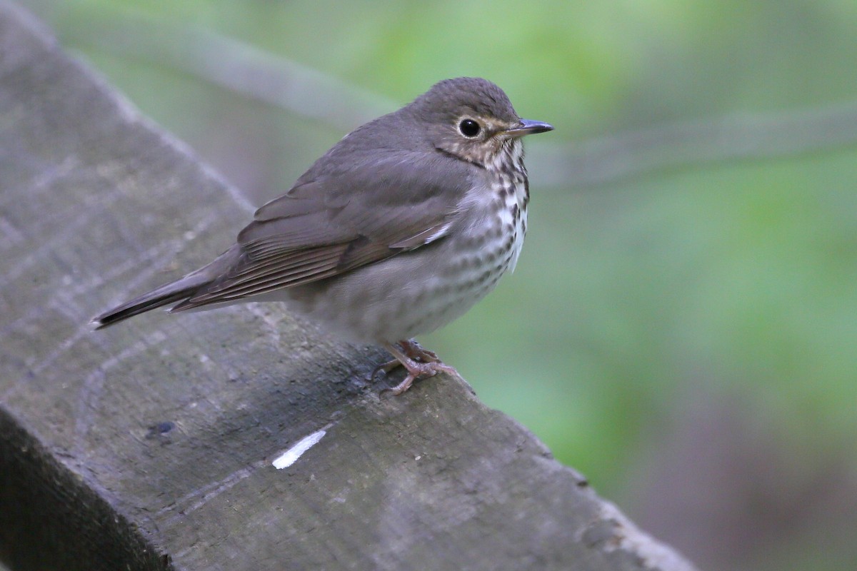 Swainson's Thrush - ML336494691