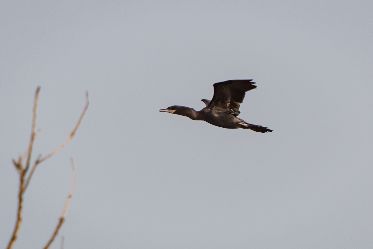 Neotropic Cormorant - Willie McHale