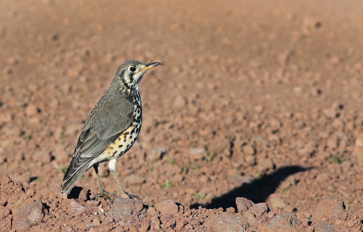 Ethiopian Thrush - ML33649541