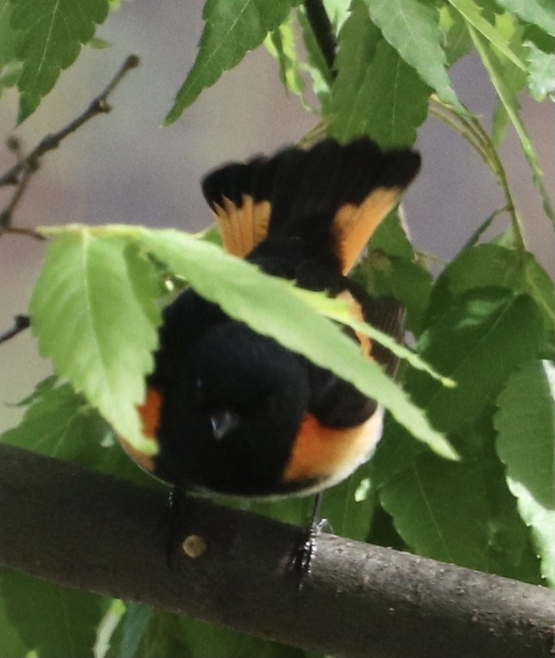 American Redstart - ML336495441