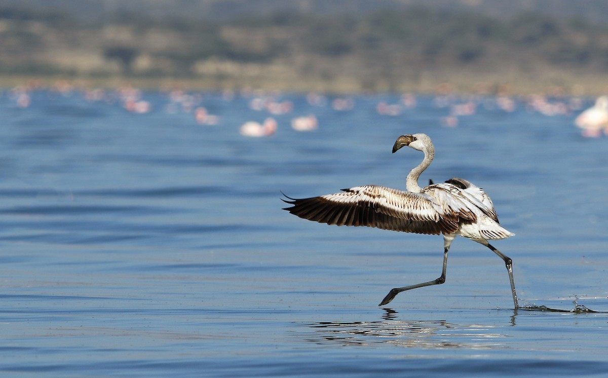 Lesser Flamingo - ML33649561