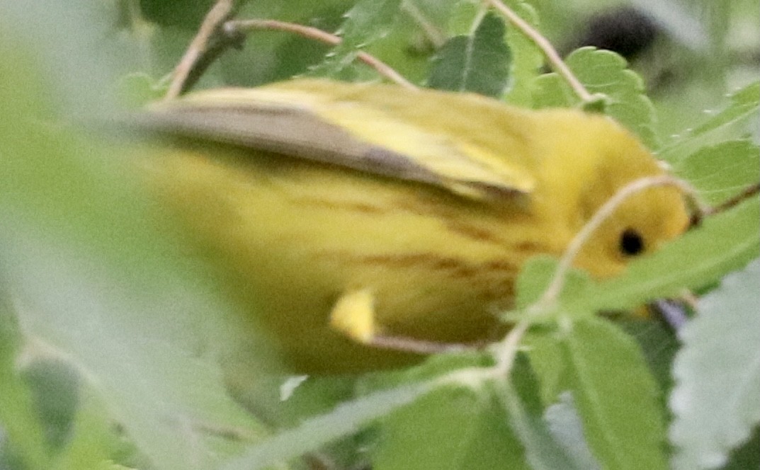 Yellow Warbler - ML336495731