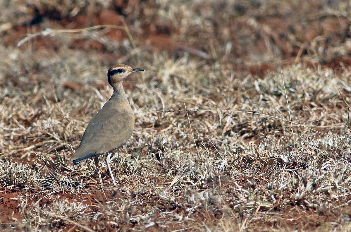 Temminck's Courser - ML33649671