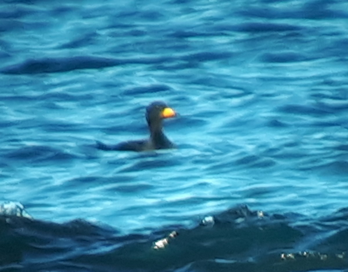 Black Scoter - ML336497451