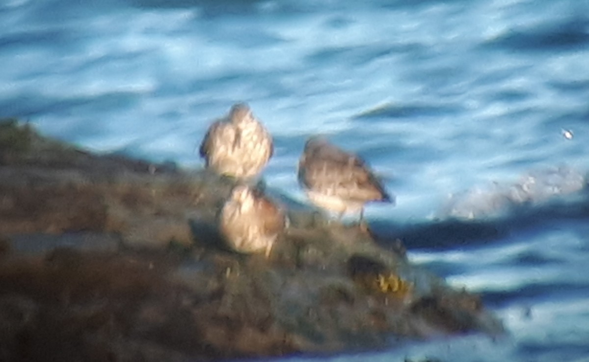 Rock Sandpiper - Don-Jean Léandri-Breton