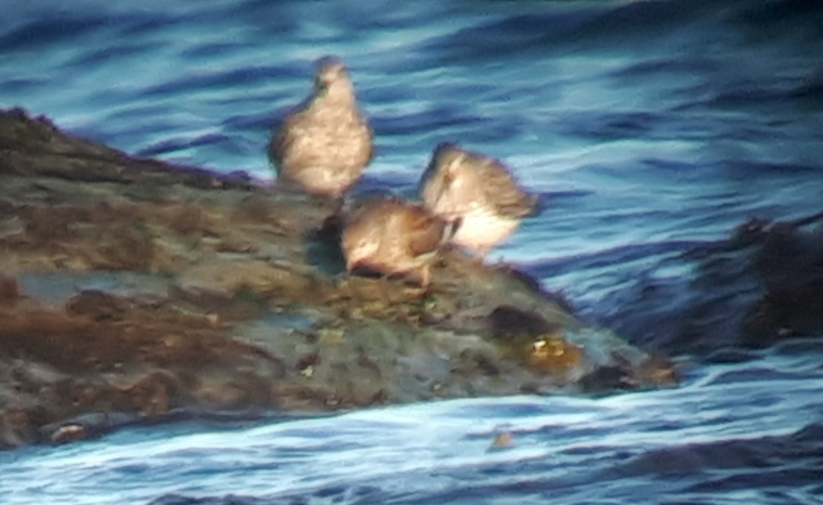 Rock Sandpiper - Don-Jean Léandri-Breton