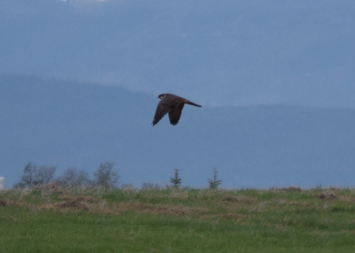 Peregrine Falcon - ML336497691