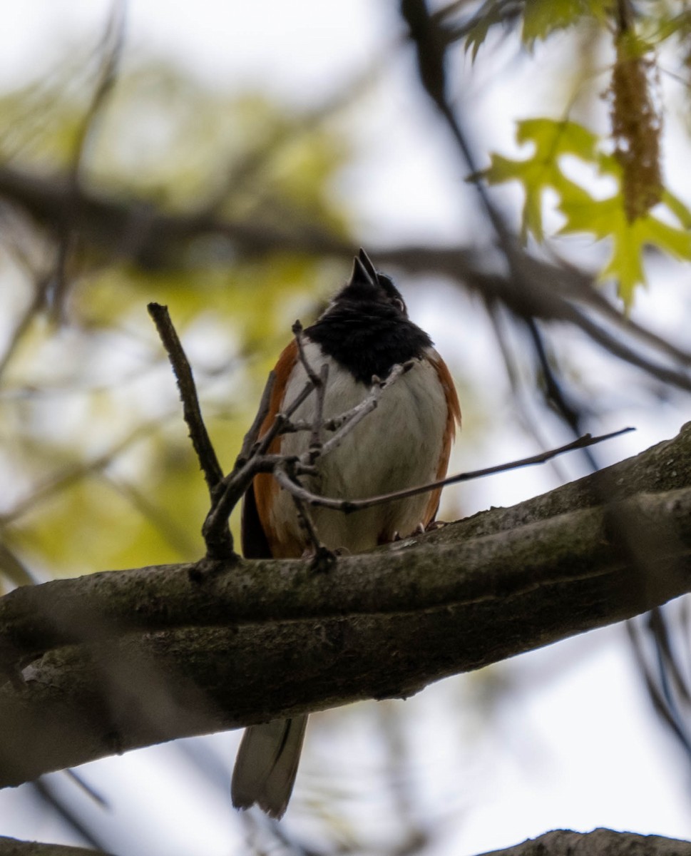 Eastern Towhee - ML336497841