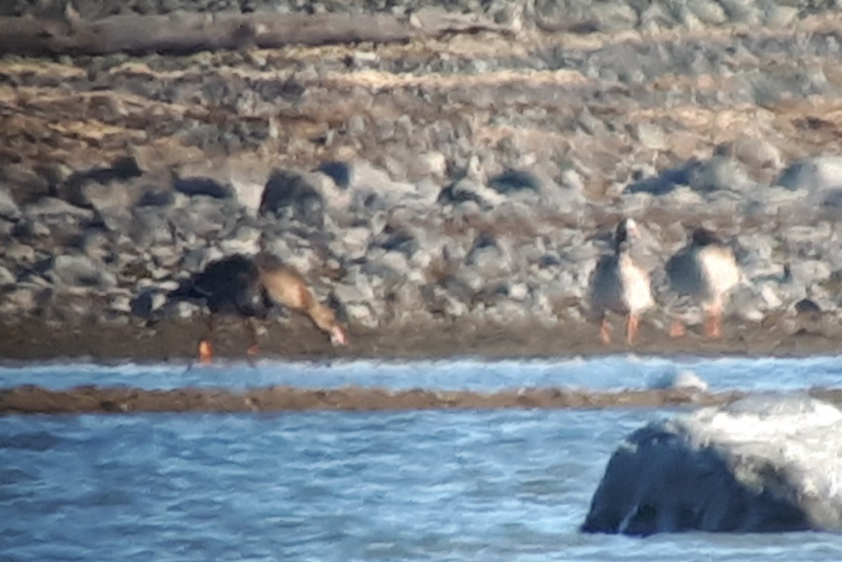 Greater White-fronted Goose - ML336497981