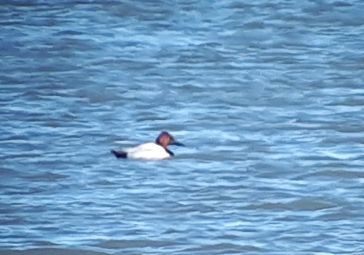 Canvasback - Don-Jean Léandri-Breton