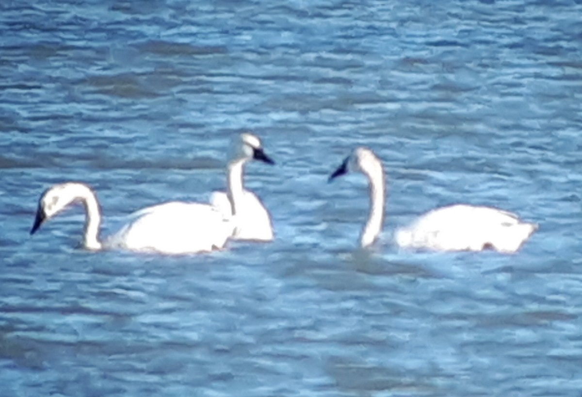 Tundra Swan - ML336498221