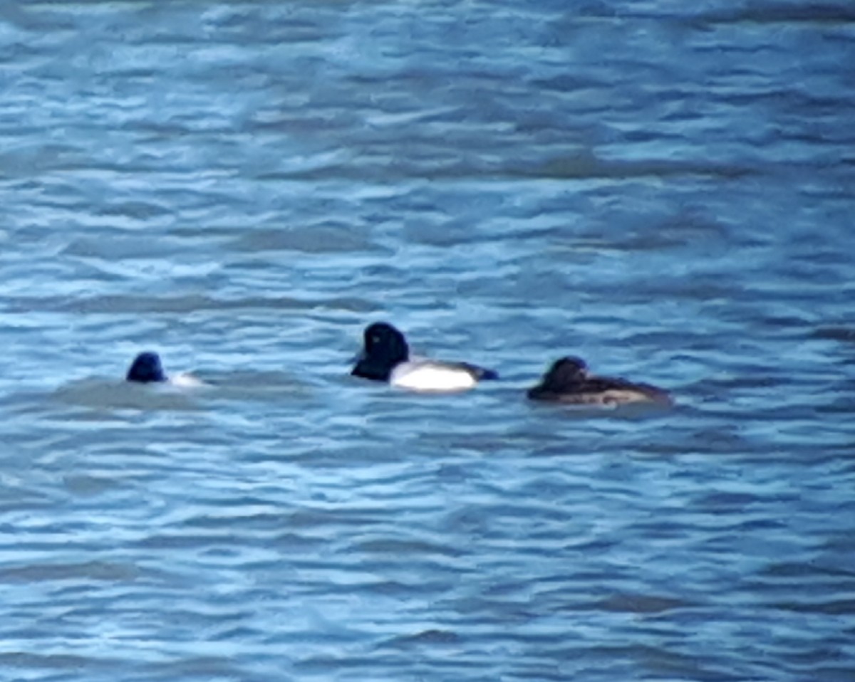 Greater Scaup - Don-Jean Léandri-Breton