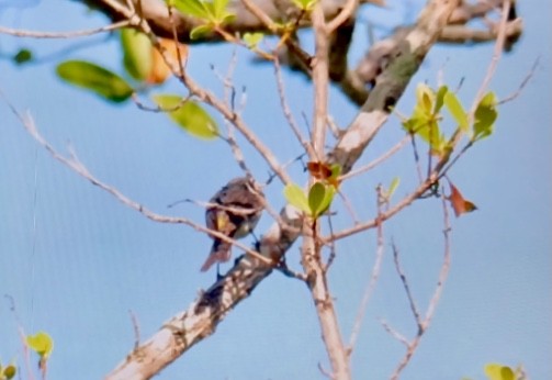 Yellow-rumped Warbler - ML336498811