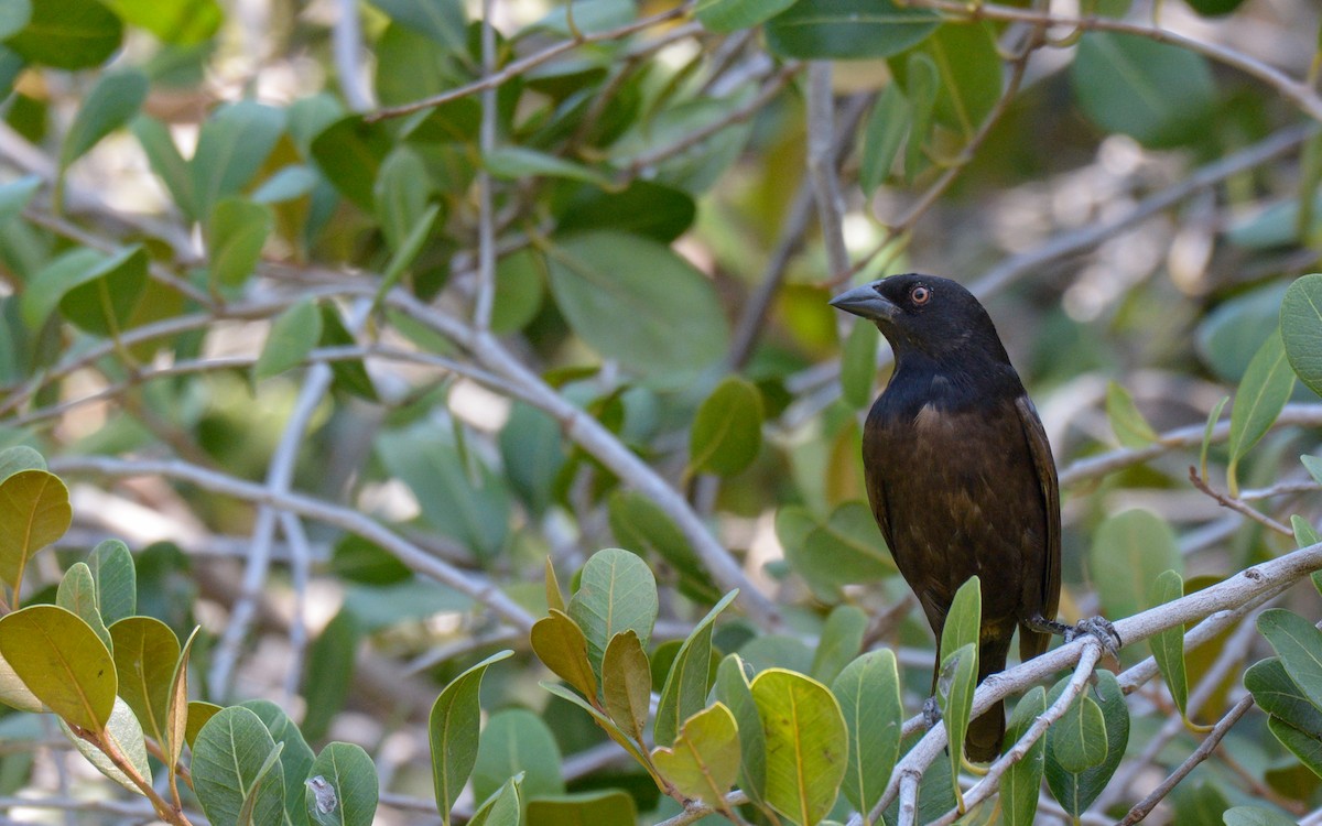 Bronzed Cowbird (Bronzed) - ML336499241
