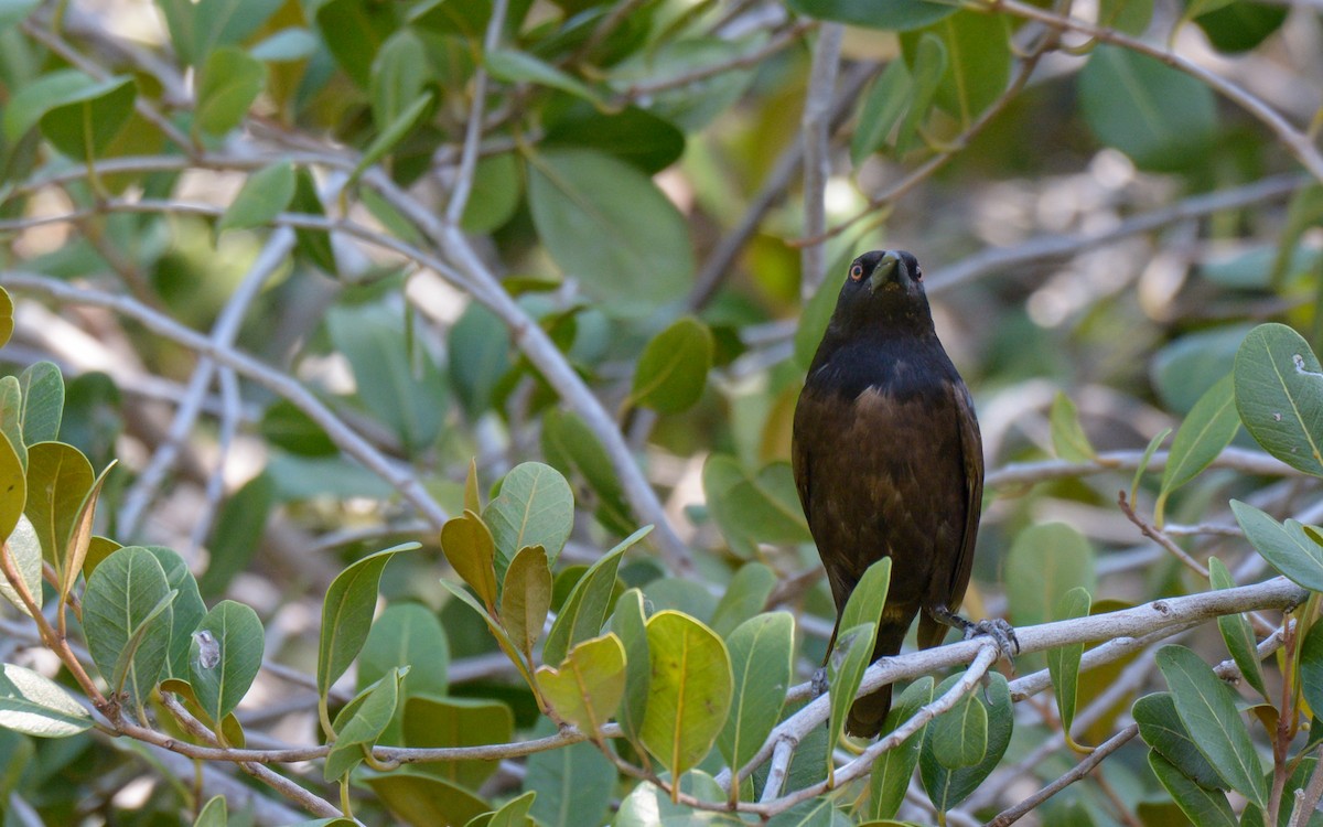 Bronzed Cowbird (Bronzed) - ML336499251