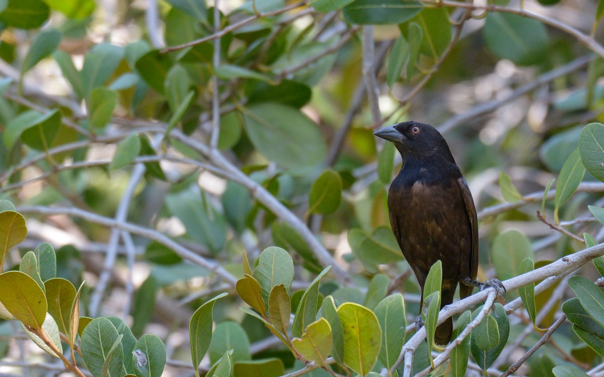 Bronzed Cowbird (Bronzed) - ML336499271