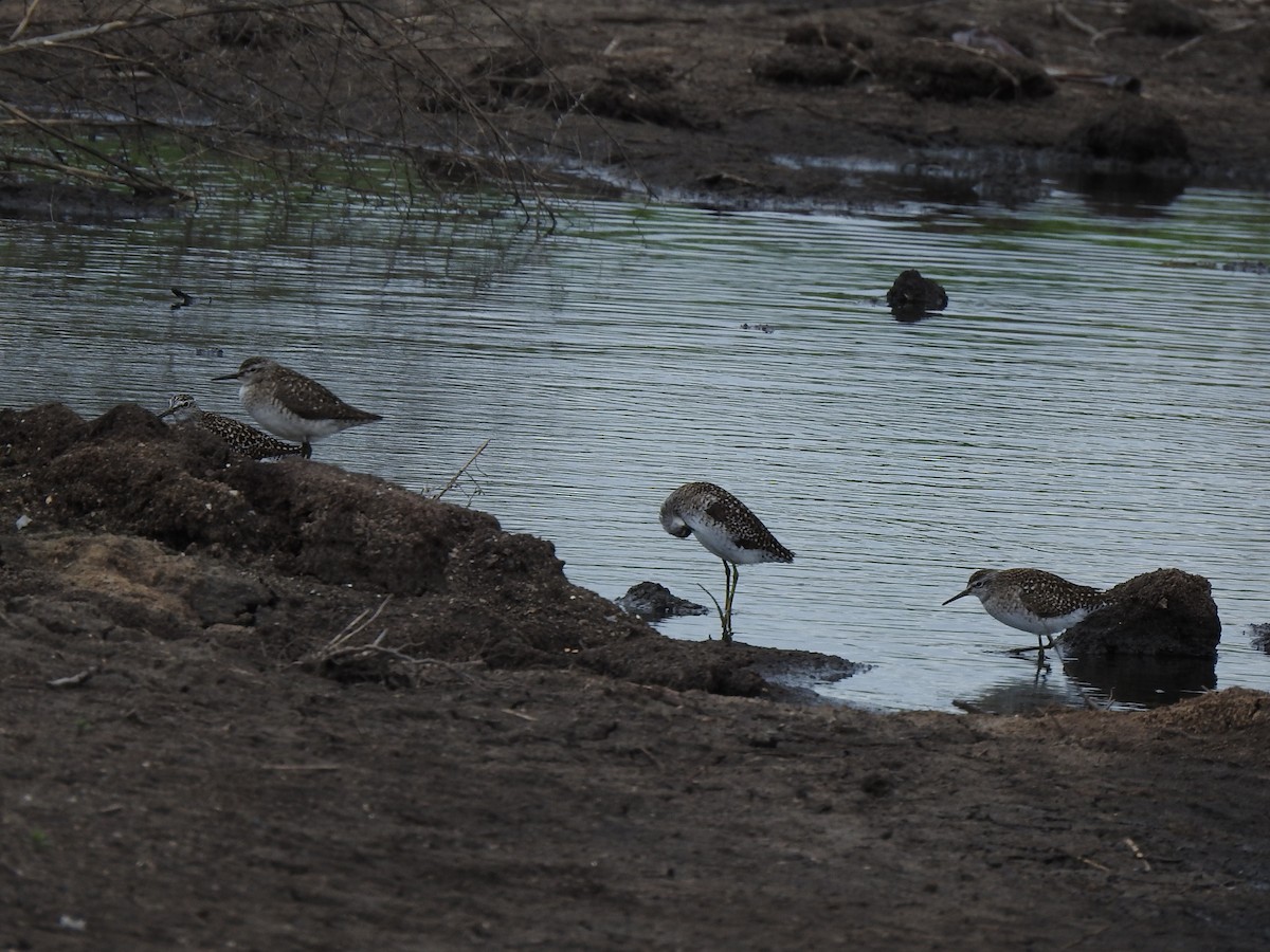 Wood Sandpiper - ML336499921