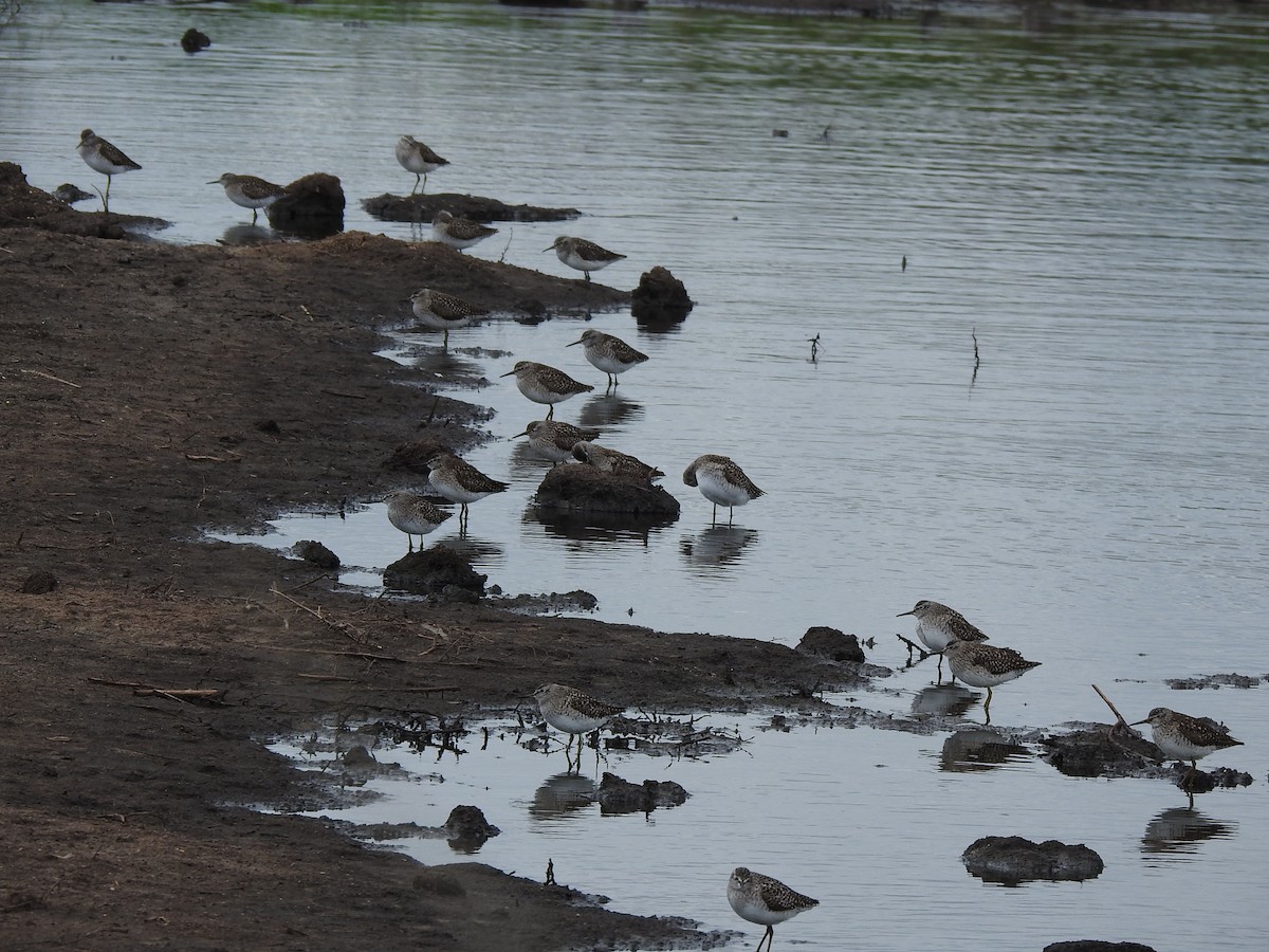 Wood Sandpiper - ML336499931