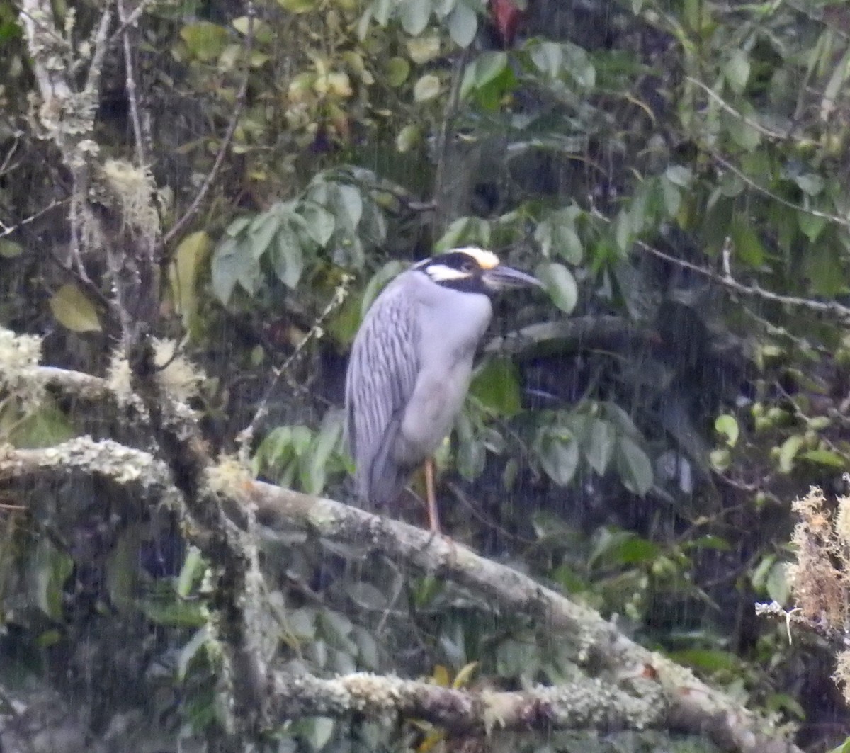 Yellow-crowned Night Heron - Gustavo A. Rodriguez