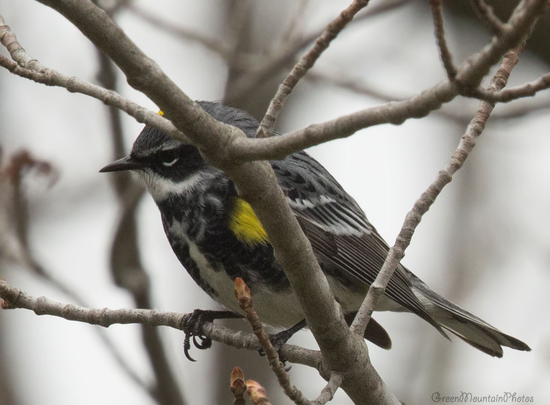 Yellow-rumped Warbler - ML336500701