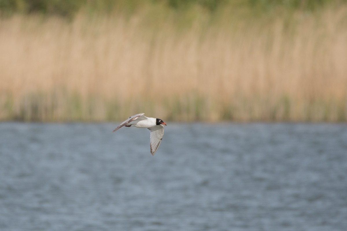 Mouette mélanocéphale - ML336500861