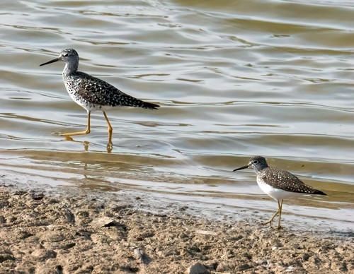 Solitary Sandpiper - ML336500871