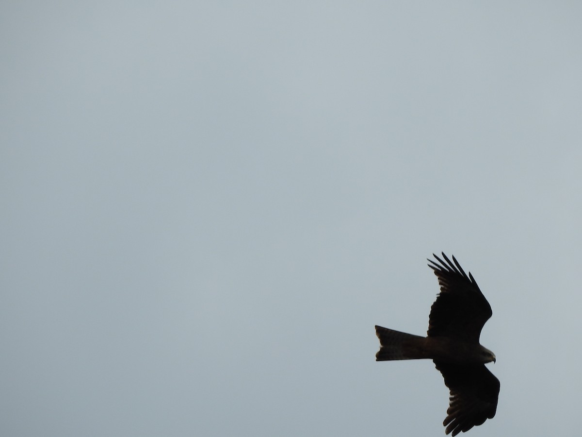 Black Kite - ML336501171