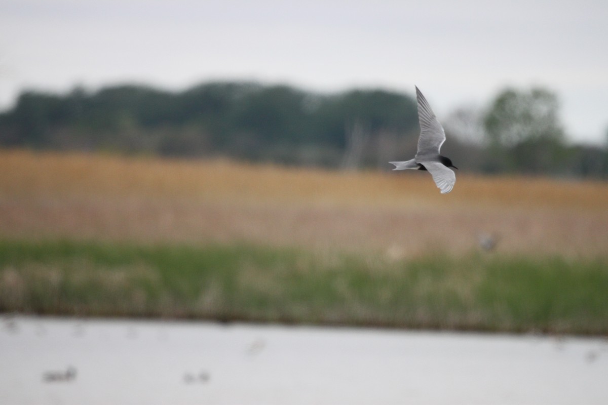 Black Tern - ML336501461