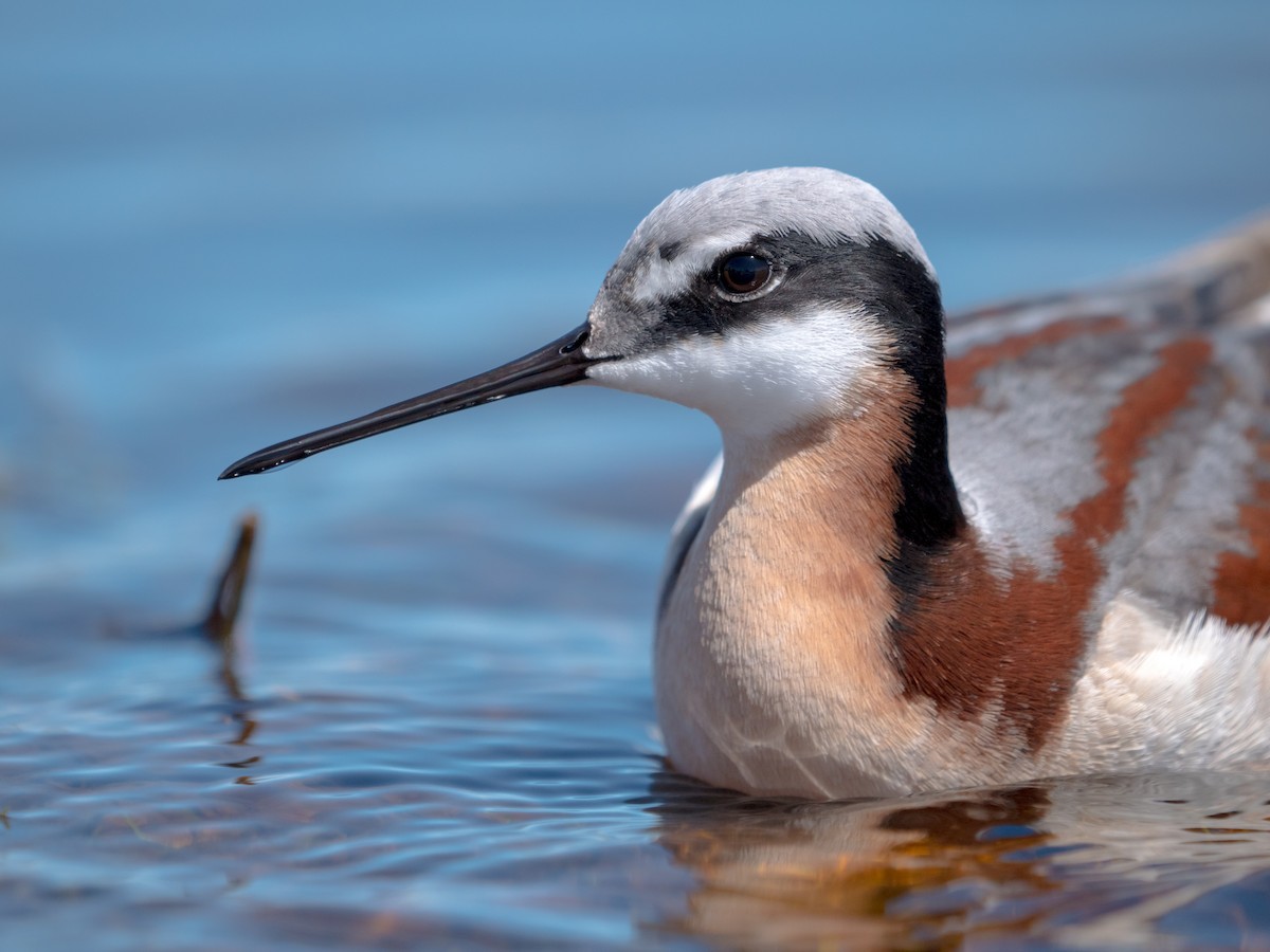 Wilson's Phalarope - Aidan Lorenz