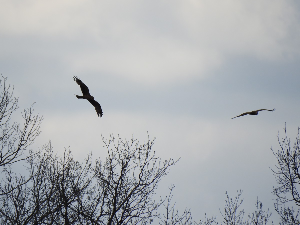 Black Kite - ML336502121