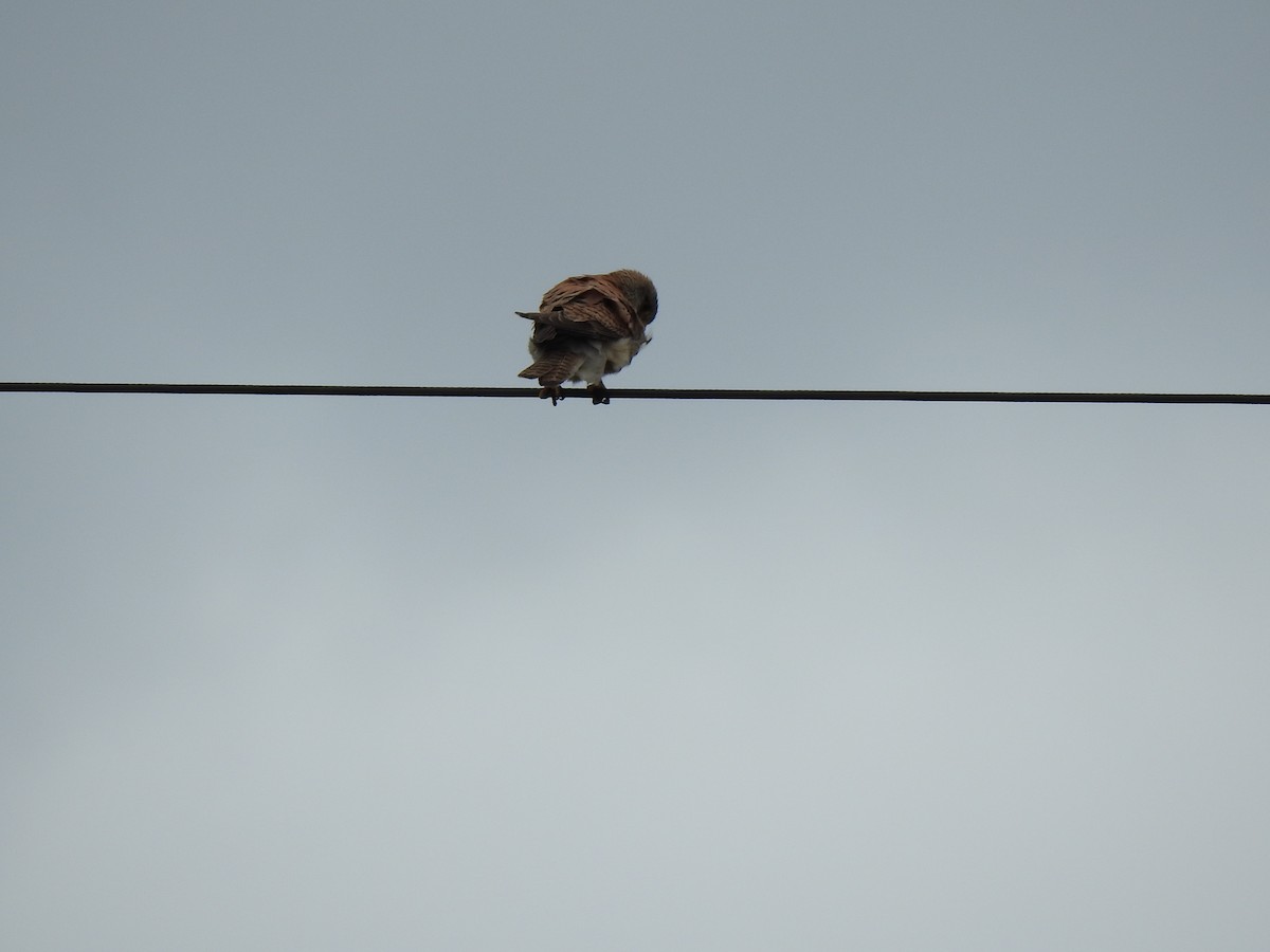 Eurasian Kestrel - ML336502401