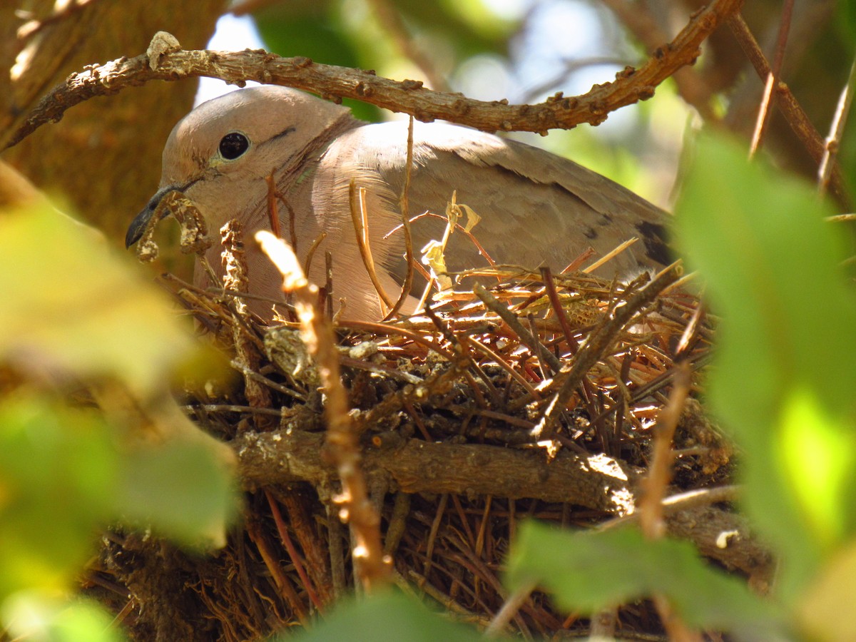 Eared Dove - ML336502561