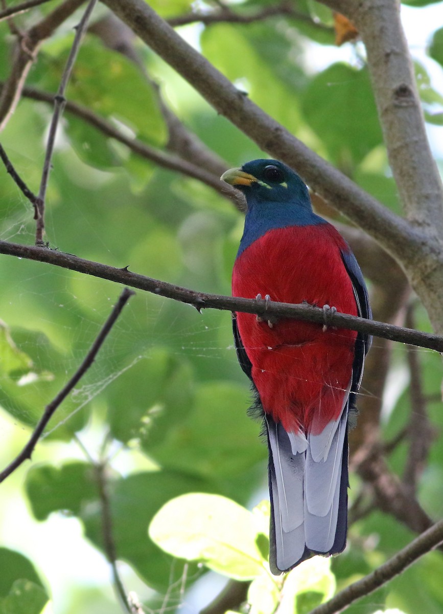 trogon africký - ML33650281