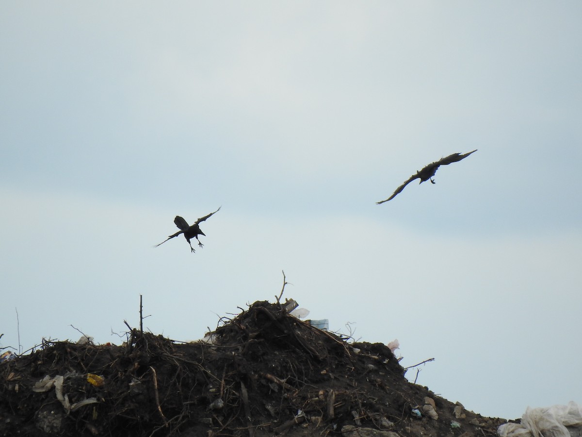 Common Raven - ML336503041