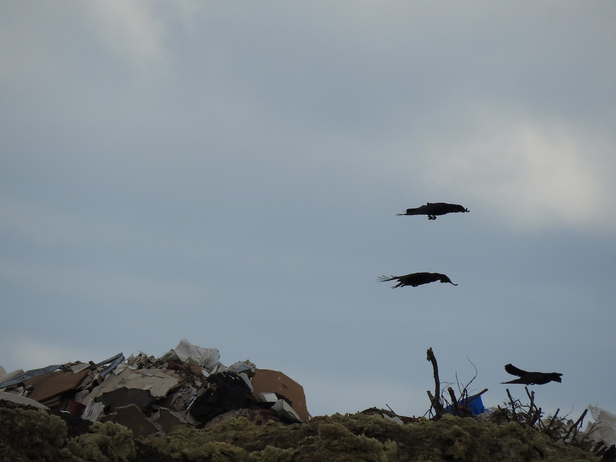 Common Raven - ML336503321