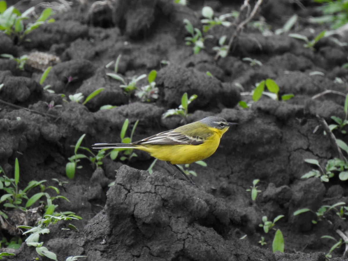 Western Yellow Wagtail - ML336503661