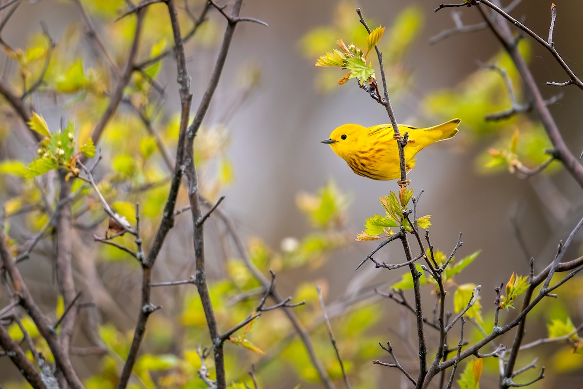 Yellow Warbler - ML336505071