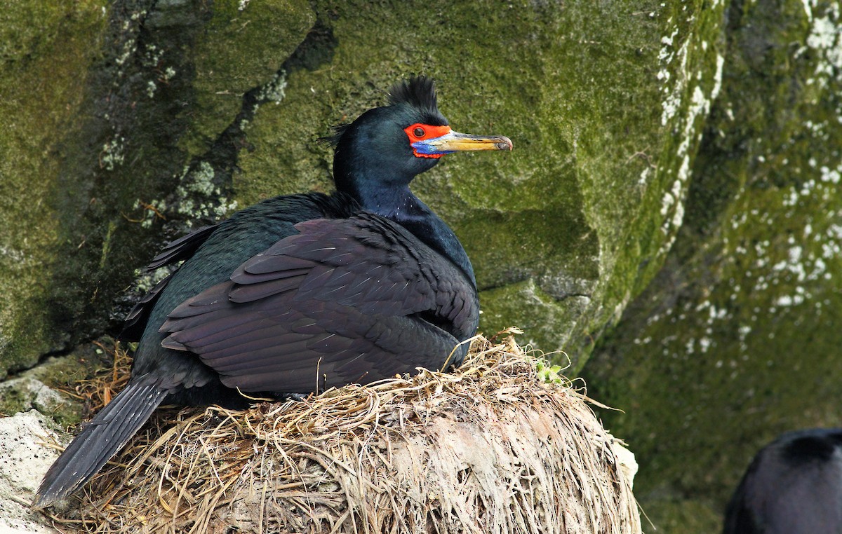 Cormoran à face rouge - ML33650611