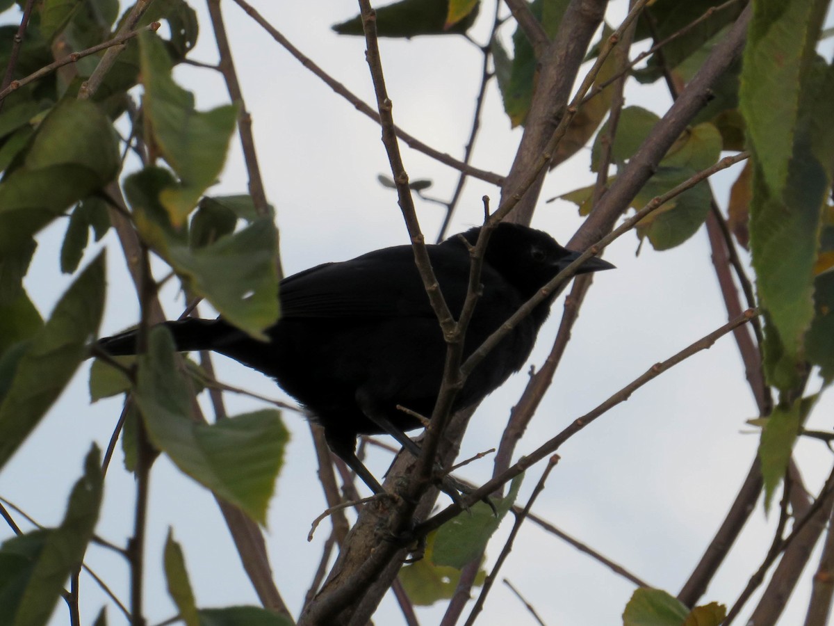 Melodious Blackbird - Raizel Davis