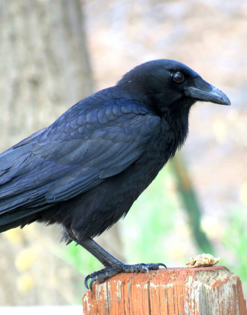 American Crow - ML336506861
