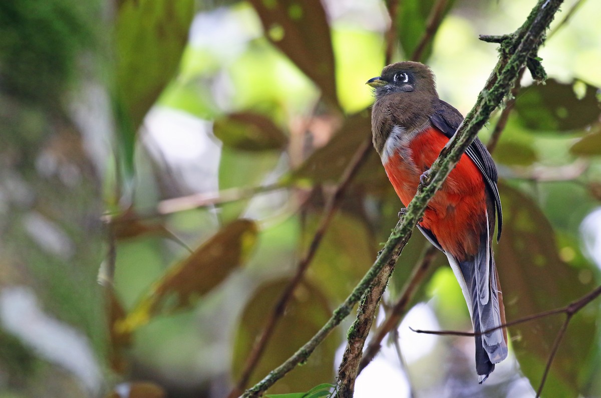 Collared Trogon - Andrew Spencer