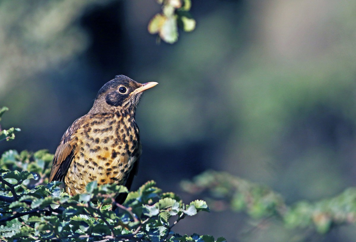 Austral Thrush - Andrew Spencer