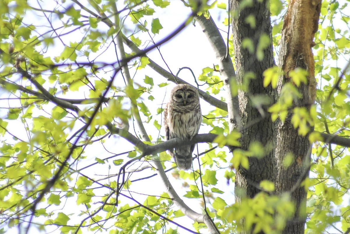 Barred Owl - ML336509101