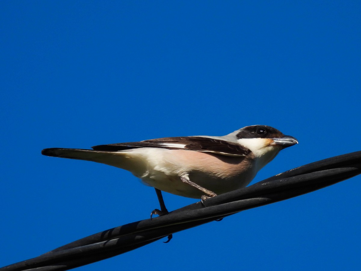 Lesser Gray Shrike - ML336509211