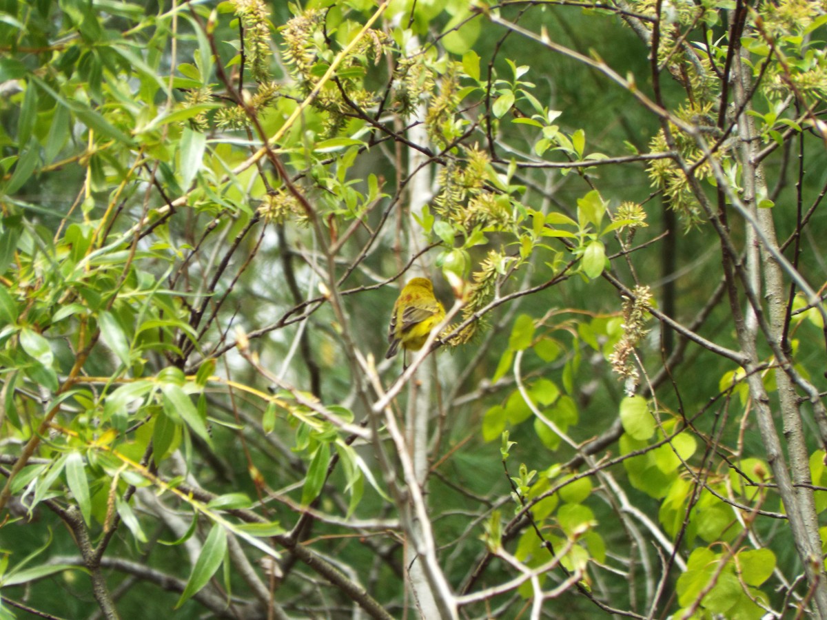Prairie Warbler - don pierce