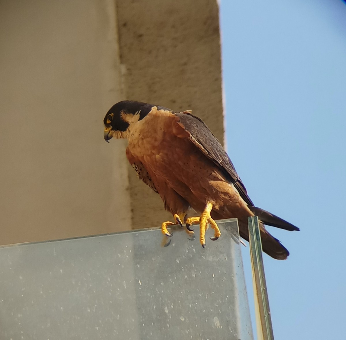 Peregrine Falcon (Shaheen) - ML336510251
