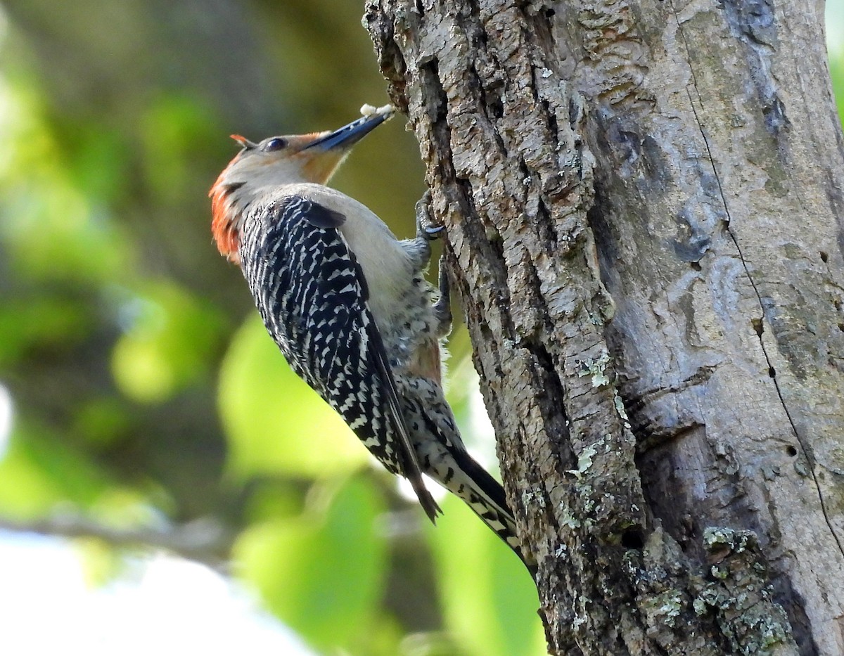 Red-bellied Woodpecker - ML336510791