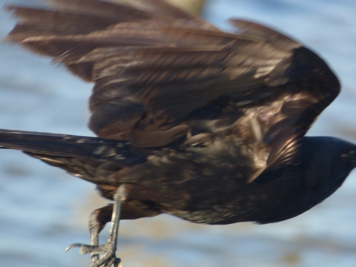 Fish Crow - I. Weber
